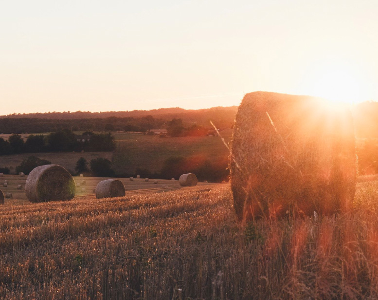 ISMEA per l’imprenditoria agricola dei giovani