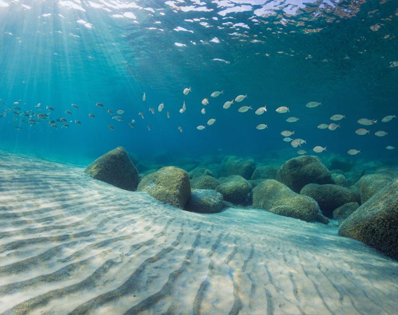 Vuoi proteggere la biodiversità del Mediterraneo?